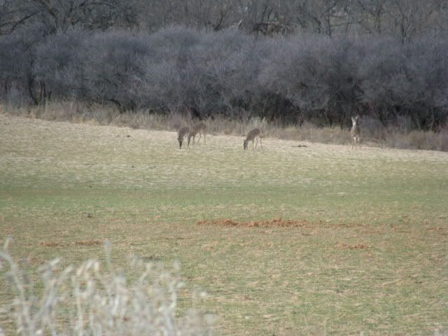 Texas008.jpg