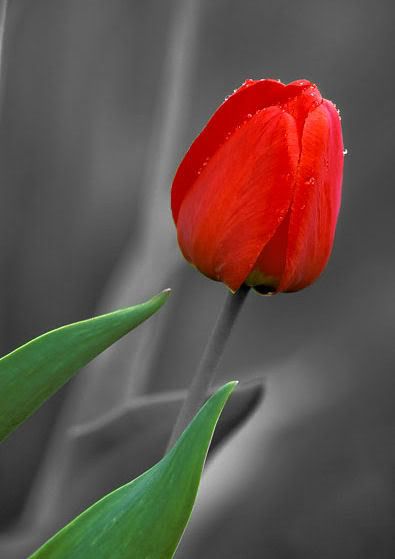 RED-TULIP.jpg