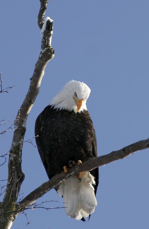 IMAGE: http://i30.photobucket.com/albums/c347/Incomel/eagle-branch_MG_0017.jpg