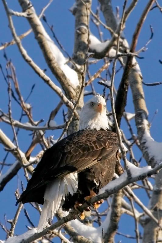 IMAGE: http://i30.photobucket.com/albums/c347/Incomel/eagle_branch_MG_2305.jpg