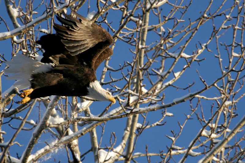 IMAGE: http://i30.photobucket.com/albums/c347/Incomel/eagle_flight_MG_2307.jpg