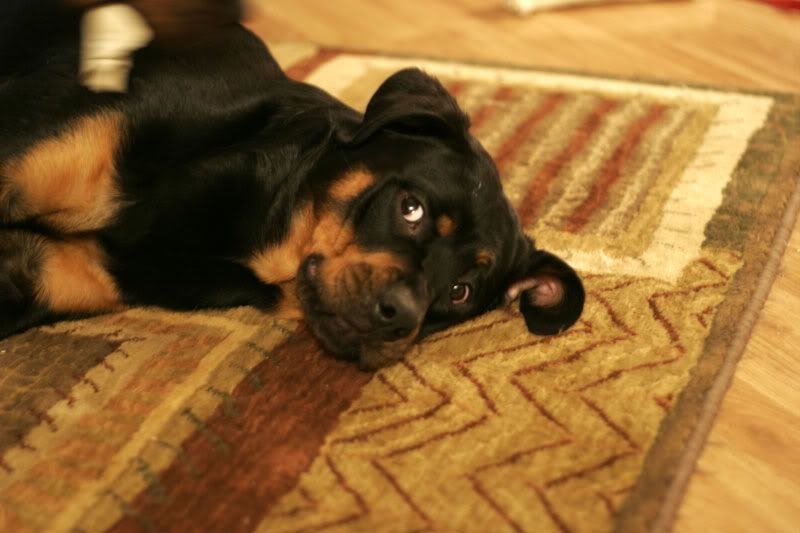 IMAGE: http://i30.photobucket.com/albums/c347/Incomel/looking-at-me.jpg