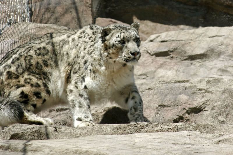 IMAGE: http://i30.photobucket.com/albums/c347/Incomel/snowleopard_zoo_MG_1341.jpg
