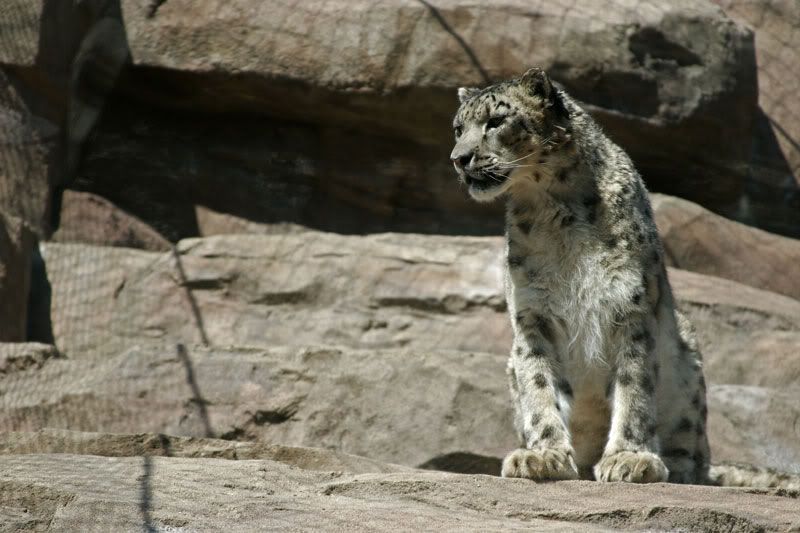 IMAGE: http://i30.photobucket.com/albums/c347/Incomel/snowleopard_zoo_MG_1397.jpg