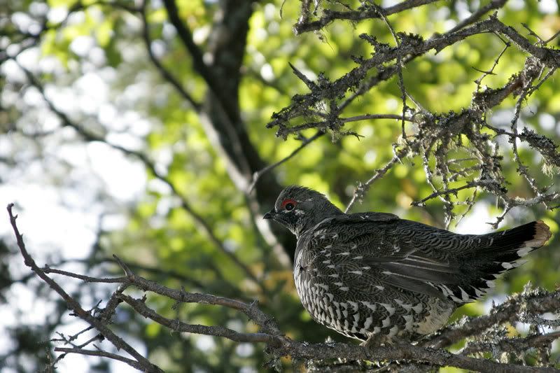 IMAGE: http://i30.photobucket.com/albums/c347/Incomel/spruce_grouse_MG_1885.jpg