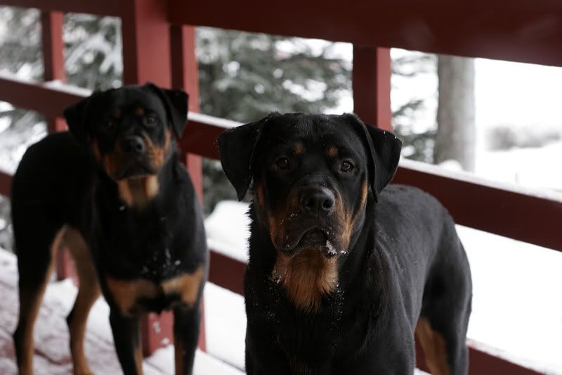 IMAGE: http://i30.photobucket.com/albums/c347/Incomel/twins3.jpg