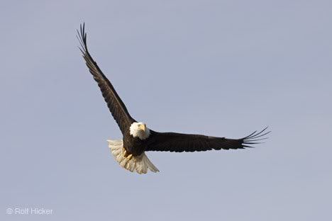eagle Pictures, Images and Photos
