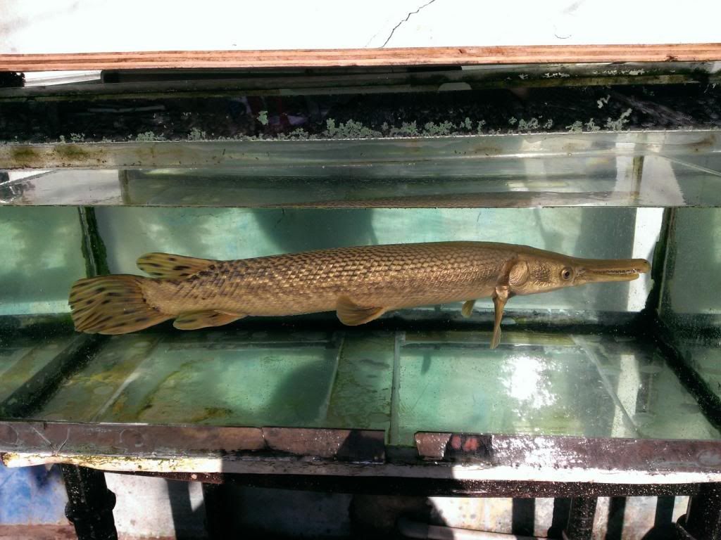 Bán Cá Sấu Hỏa Tiễn-HCM - 1