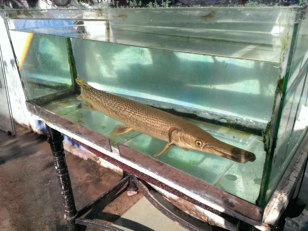 Bán Cá Sấu Hỏa Tiễn-HCM