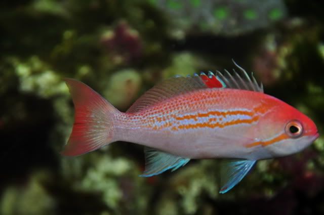 Anthias1.jpg