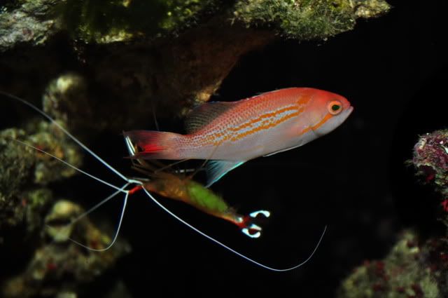 Anthias3.jpg