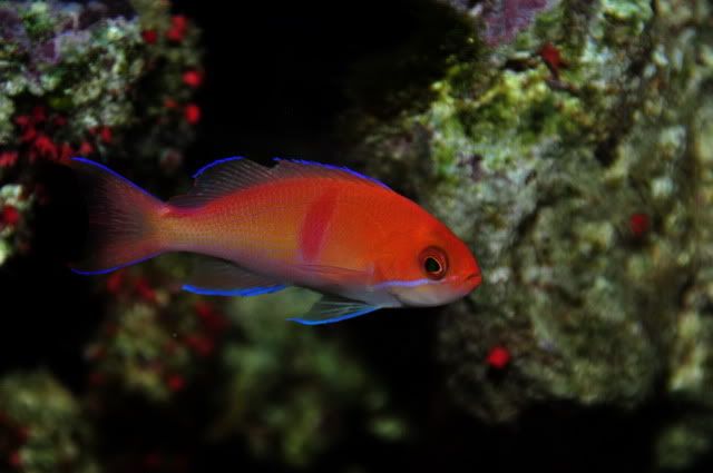 Anthias4.jpg