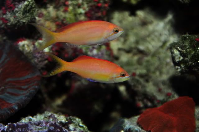 Anthias5.jpg