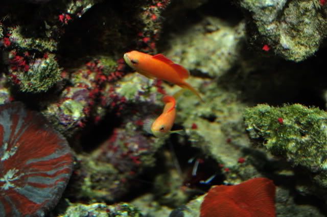 Anthias7.jpg