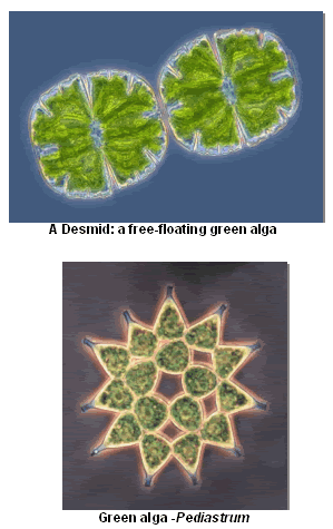 algae_image3.gif image by wee-mama-xyz