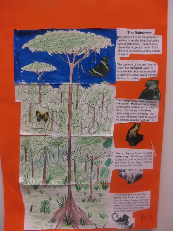 plants in rainforest. Amazon rainforest plants