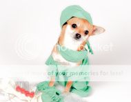  photo stock-photo-47120310-chihuahua-dog-dressed-in-scrubs-as-doctor-for-halloween_zpse7w2ffff.jpg