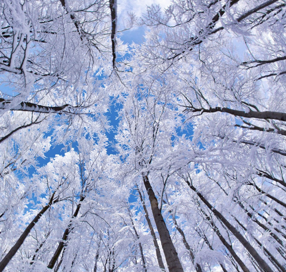 snow trees