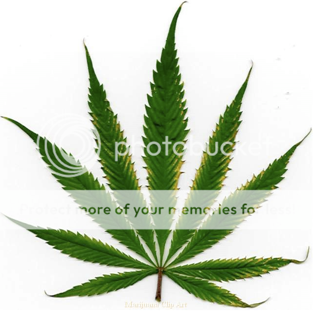 marajuana leaf