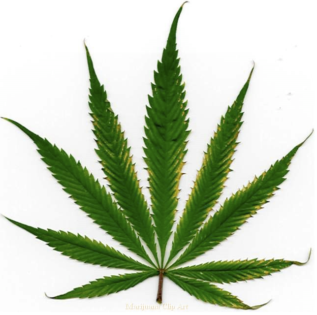 marajuana leaf