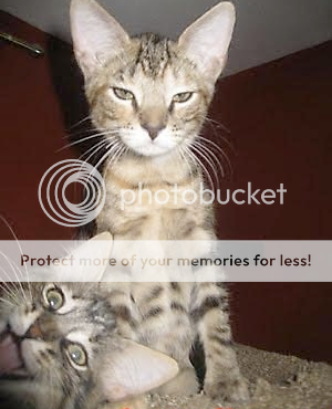 photo bomber cat