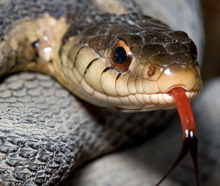 House full of snakes selling for well below estimated value (with video)